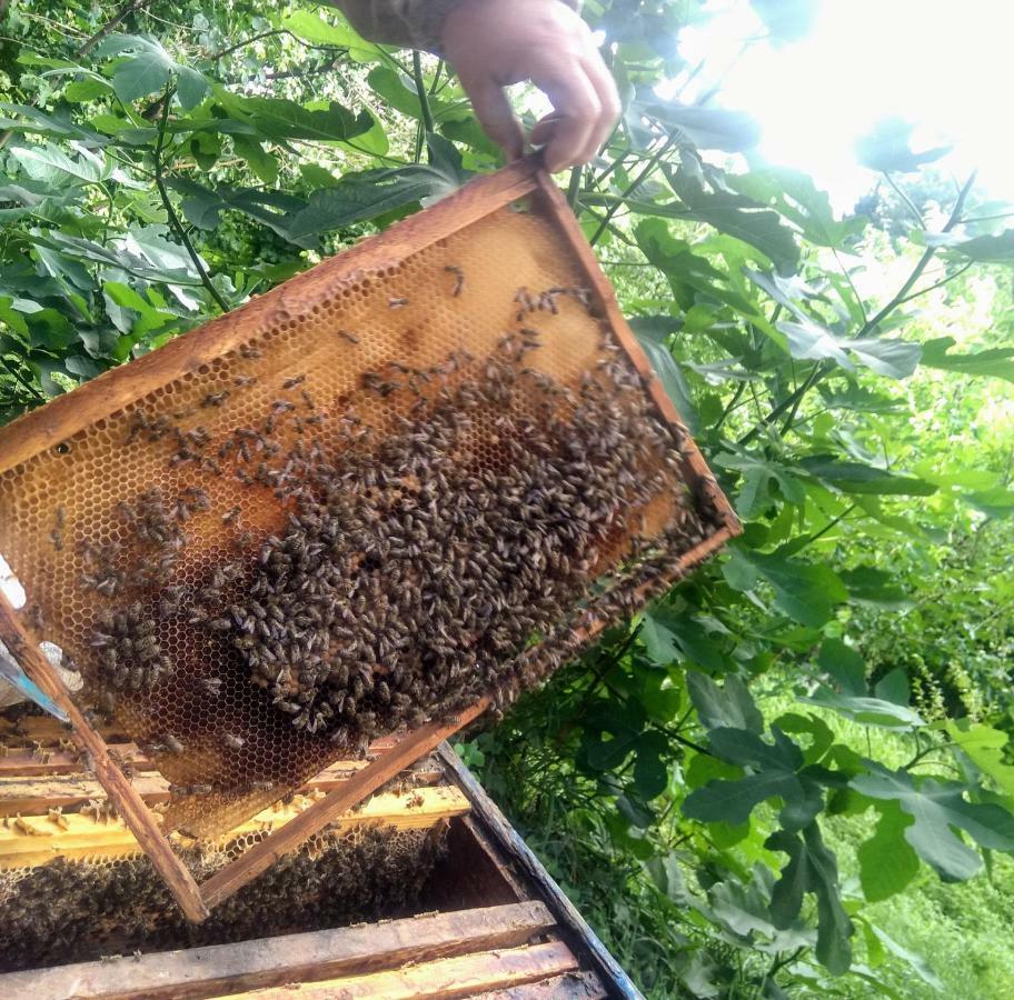 Beehives Apartman Kutaiszi Kültér fotó